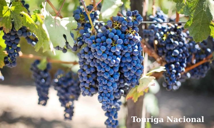 touriga nacional