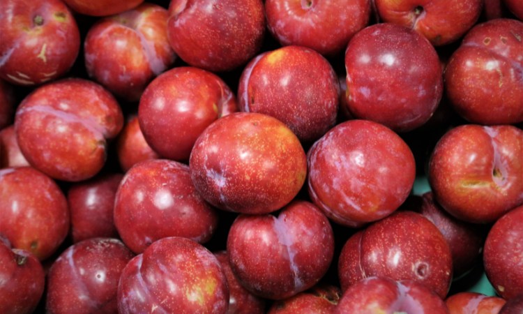 trái mận hậu
