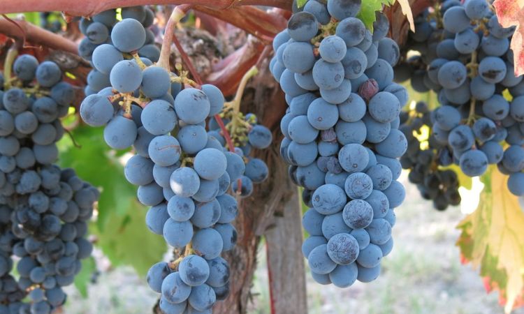 vùng trồng merlot tại úc
