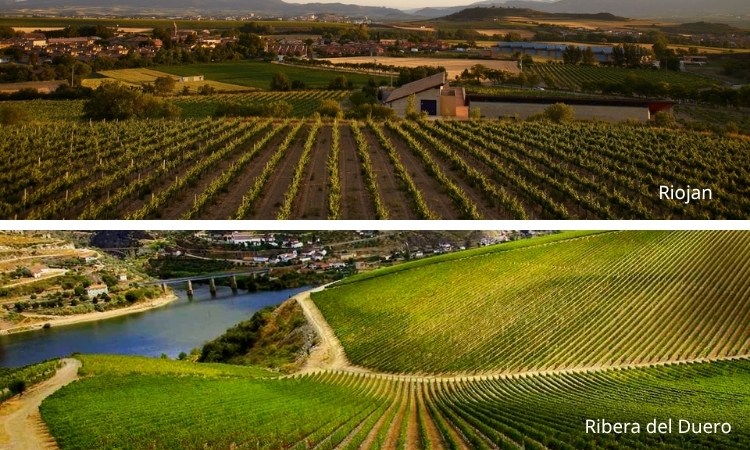 vùng trồng nho tempranillo