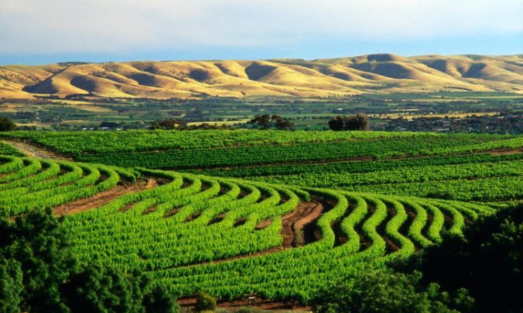 vườn nho barossa tại úc